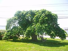 Camperdown Elm, June 2011, Saint John, NB.jpg